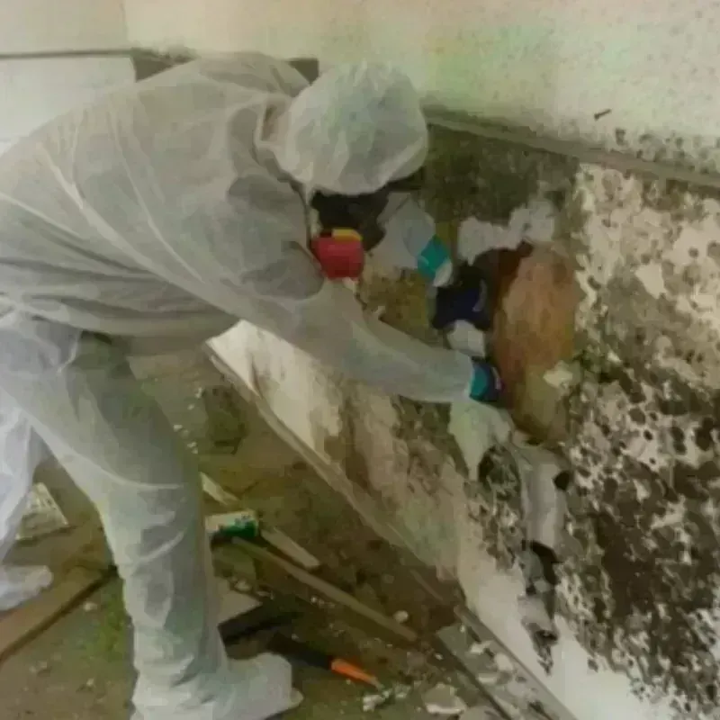 Mold Remediation and Removal in Monroe, NC